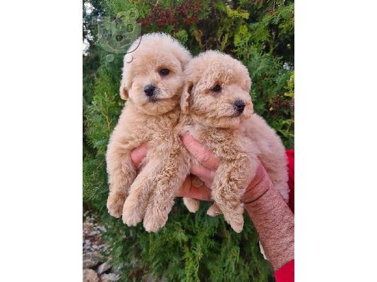 Κουτάβια Maltipoo